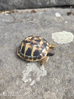 suchozemská želva zelenavá a vroubená, terárium - 3