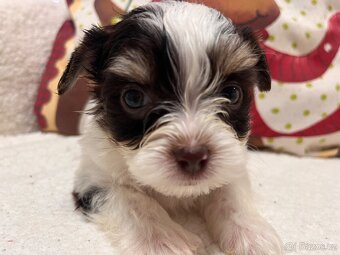 Yorkshire terier - 3