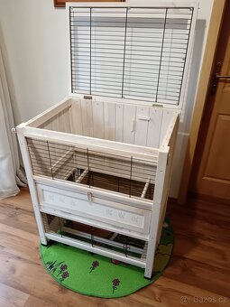 Prodám morčata i s králíkárnou - 3