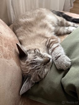 Daruji do dobrých rukou dvě kočičky - 3