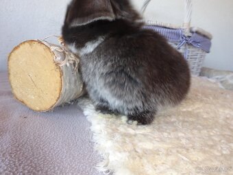 Minilop - sameček - 3