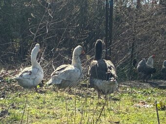 Prodám husy a housera - 3