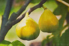Fíkovník, Smokvoň, Ficus Carica, White Marseilles - 3