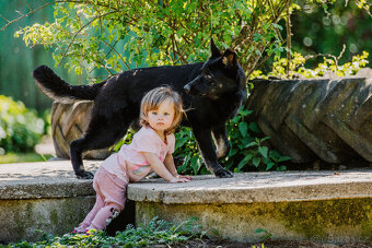 Nemecky ovcak mila fenka do rodiny s PP - 3