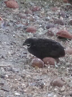 KŘEPELKA ČÍNSKÁ - 3