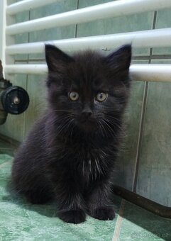 Sibiřská koťata - 3