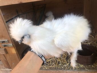 Kuřata hedvábničky zdrobnělé vousaté - 3