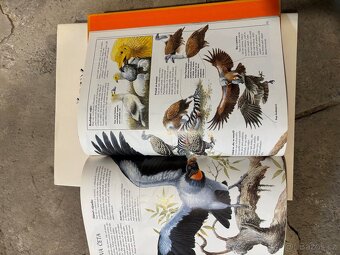 Kniha ptáci - 3