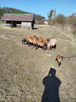 Kamerunské ovce - 3