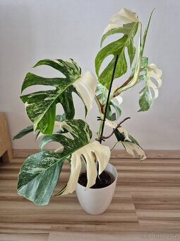 Monstera albo variegata - 3