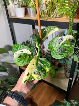 Monstera Adansonii Variegata (tricolour) - 3