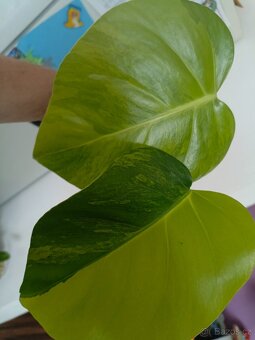 Monstera aurea - 3
