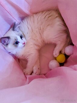 Koťátka Ragdoll s PP - 3