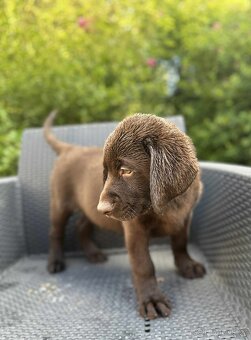 štěňata labrador a hnědá Fenka – připravena k odběru - 3