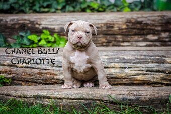 American bully XL/XXL - 3