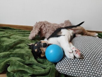 krátkosrstá kólie - 3