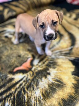 Americký Stafordšírský Teriér - 3