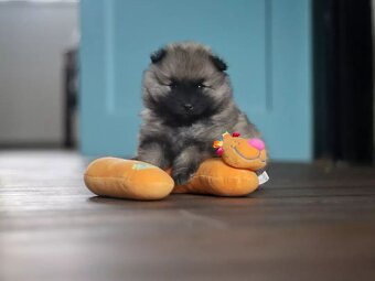 Německý špic vlčí / Keeshond s PP - 3