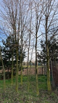 Vzrostlé stromy stromky Lípa Srdčitá - 3