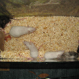 Prodám barevné Myšky - Mus musculus - 3