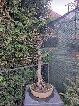 Bonsai,bonsaj Lipa - 3