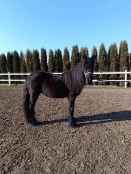 Fellský pony - 3