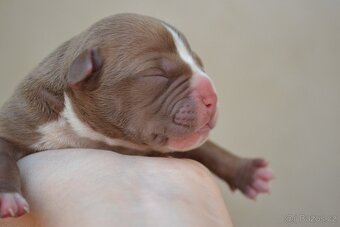 American bully - 3