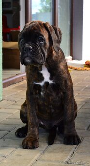 Německý boxer - 3