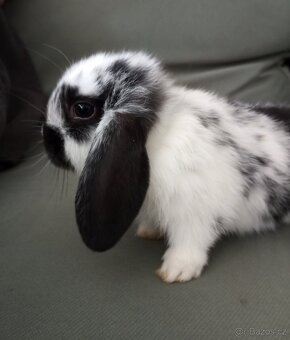 Zakrslý beránek králíček - 3