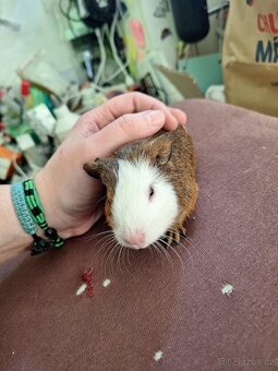 Mláďata morčat samci - 3