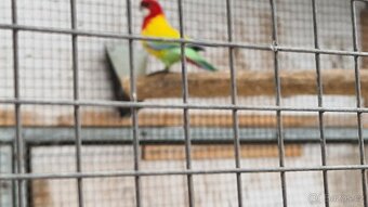 Rosela gold  gold - 3