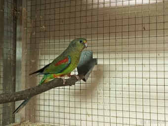 Prodám papoušky mnohobarvé - 3