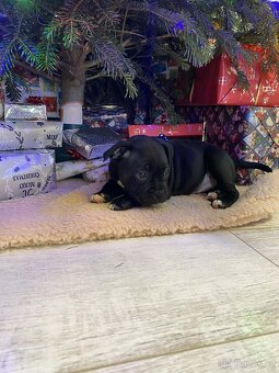 Stafordšírský bulteriér FENKA - 3