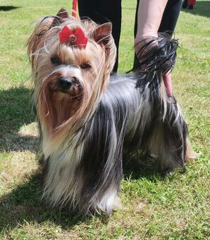 Jorkšírský teriér s PP FCI štěně fenka ihned k odběru - 3