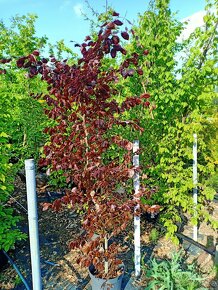 Buk lesní červený i zelený na živý plot - 3
