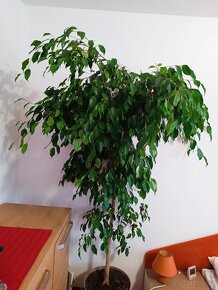 Ficus benjamin - 3