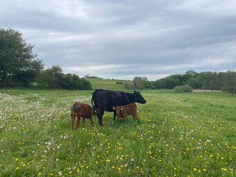 Prodám krávy jalovice telata plemenné býky Aberdeen Angus - 3