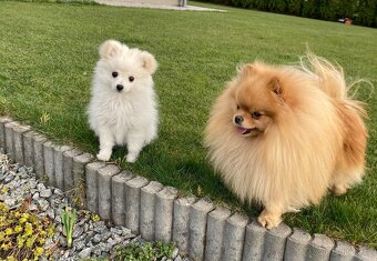 Pomeranian - 3