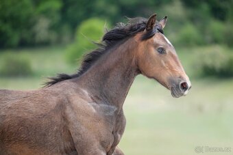 Lusitano valach (2024) – ideální parťák pro radost i sport - 3