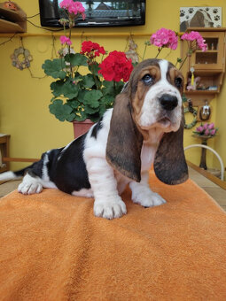 Baset, Basset hound, Basset - 3