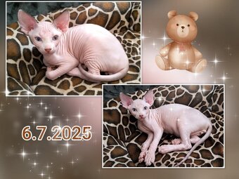 Kanadský sphynx koťátko již k odběru - negativní FeLV / FIV - 3