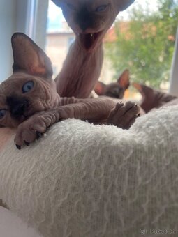 Sphynx - 3