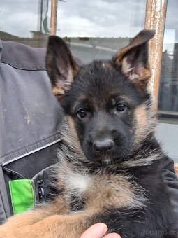 Německý ovčák - 3