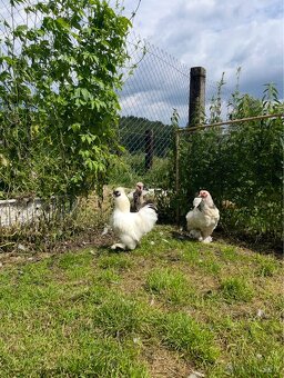 HEDVÁBNIČKY- kohouti - 3