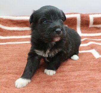 Pyrenejský ovčák s PP - štěňátka - 3