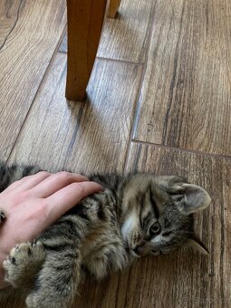 Daruji dva kocourky-koťata - 3