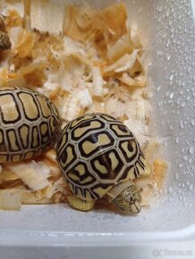 Želva pardálí - 3