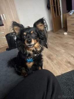 pražský krysařík-nabízím krytí - 3