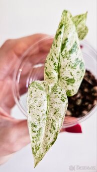 Alocasia odora batik variegated - 3