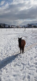 Lama alpaka - 3